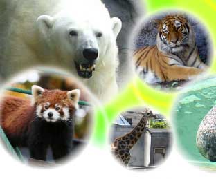 札幌発 旭山動物園号バスツアー特集