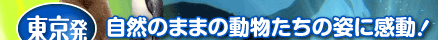 旭山動物園号バスツアー ここがポイント!