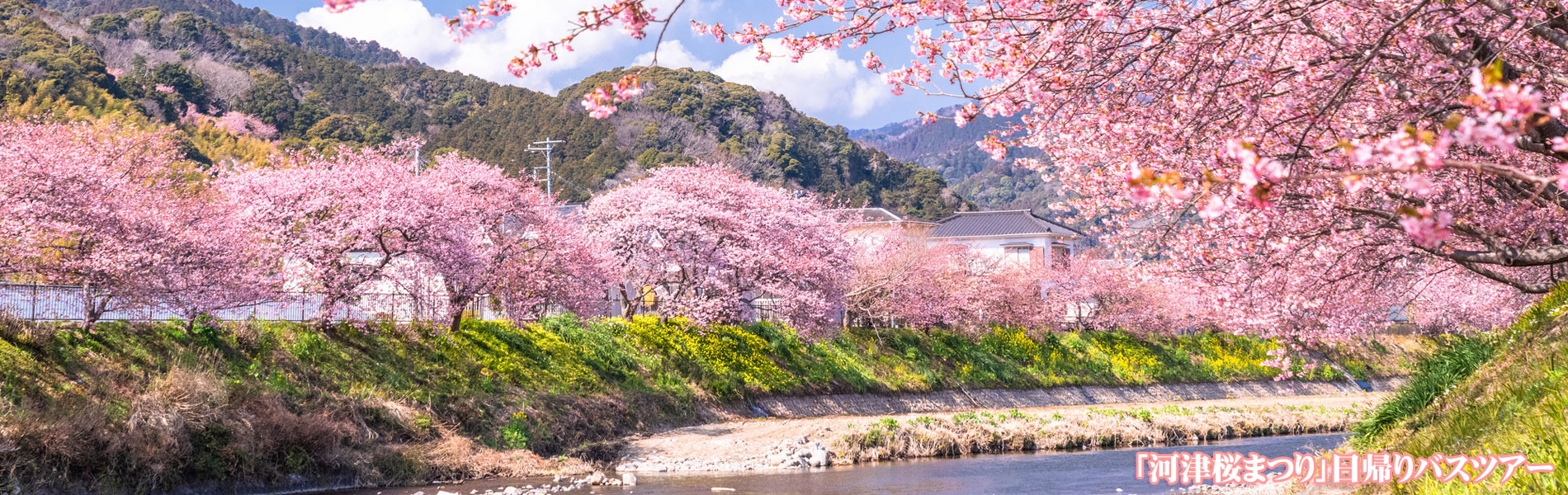 河津桜まつりバスツアー