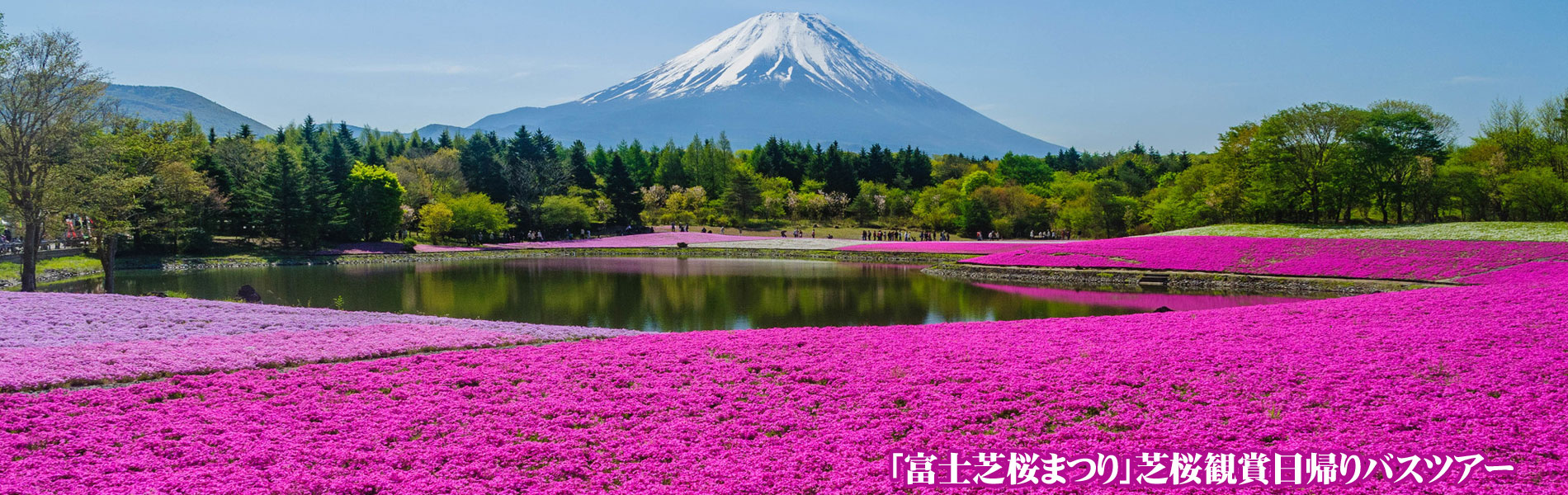 富士芝桜まつりバスツアー