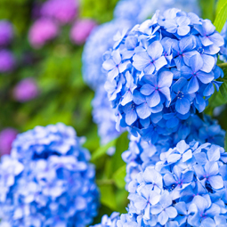 季節の花特集