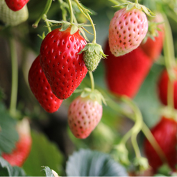 くだもの狩り特集