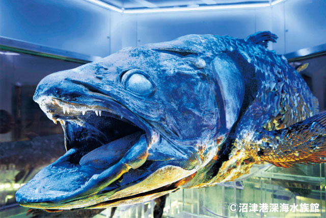 沼津港深海水族館