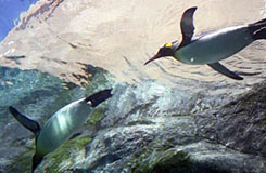 ペンギン(イメージ)