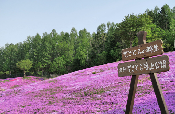 滝上公園の芝桜