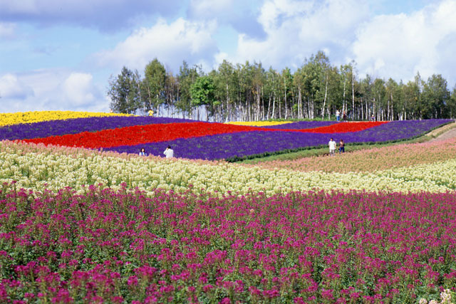 展望花畑 四季彩の丘