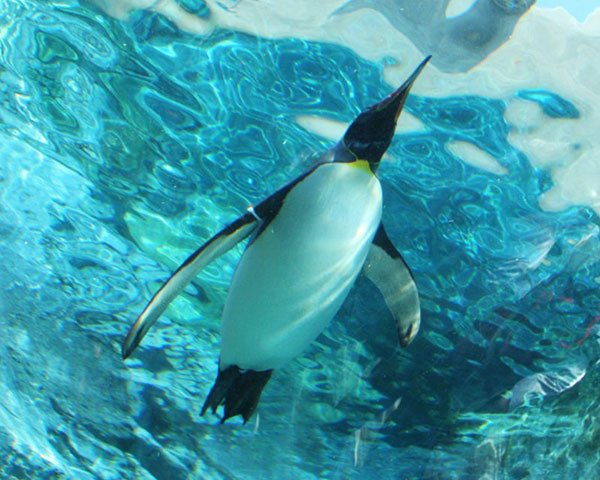 旭山動物園バスツアー