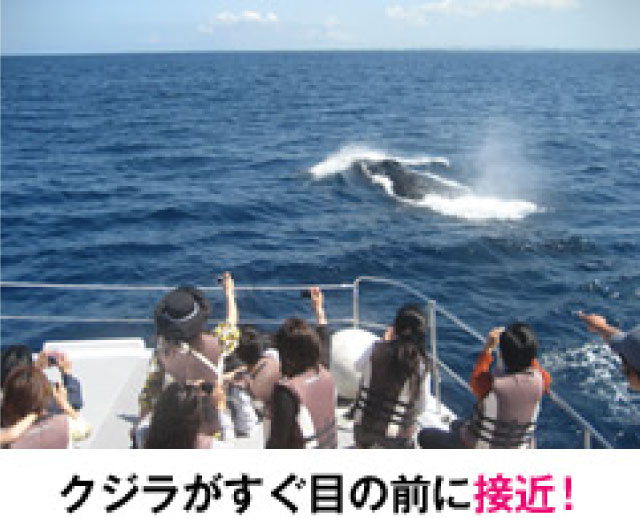 クジラがすぐ目の前に接近！