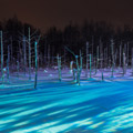 冬の旭山動物園とライトアップ青い池＆白ひげの滝を巡るバスツアー付♪札幌ステイ