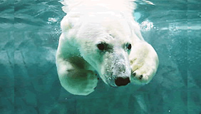 旭山動物園