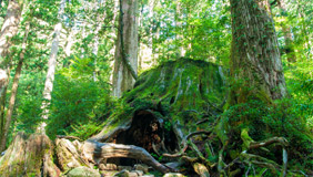 世界自然遺産　屋久島