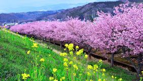 伊豆　かんなみの桜
