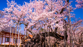 日本三大桜「山高神代桜」