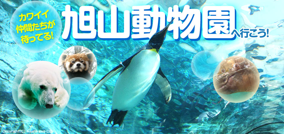 旭山動物園ツアー特集