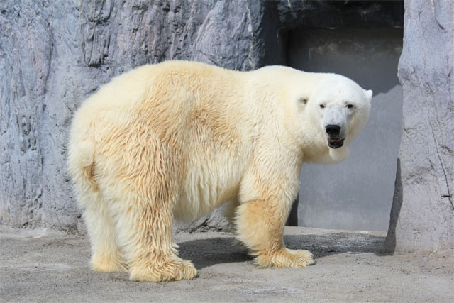 冬の旭山動物園と美瑛 白ひげの滝欲張りプラン