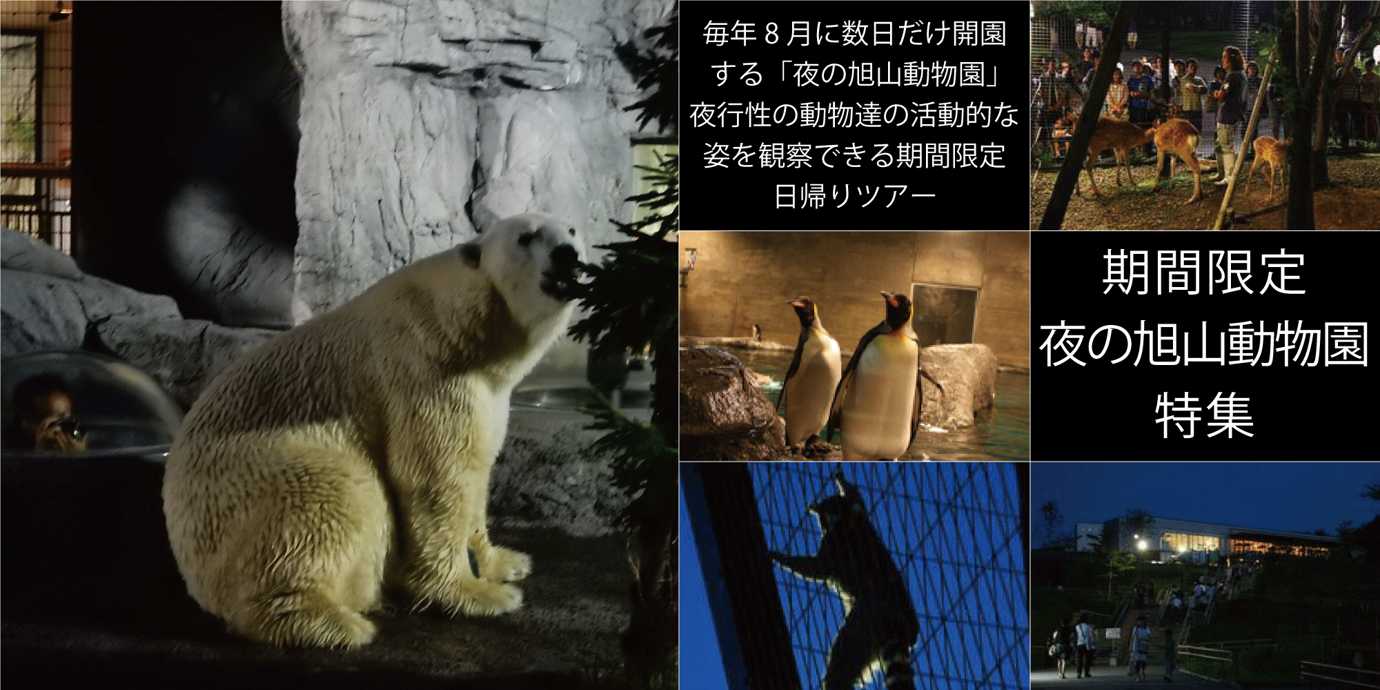 旭山動物園