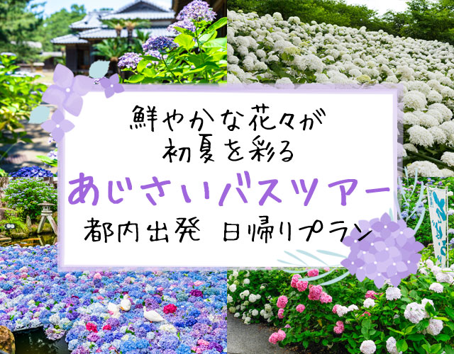 紫陽花（あじさい）バスツアー
