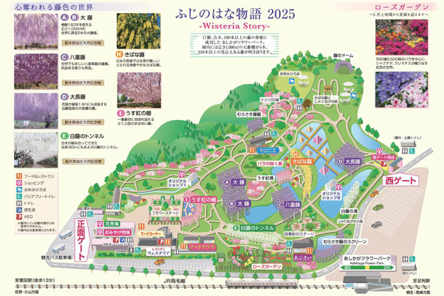 大藤まつり 園内MAP