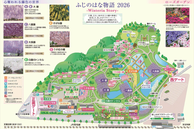 大藤まつり 園内MAP