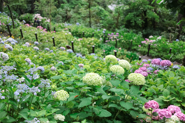 長谷寺の紫陽花