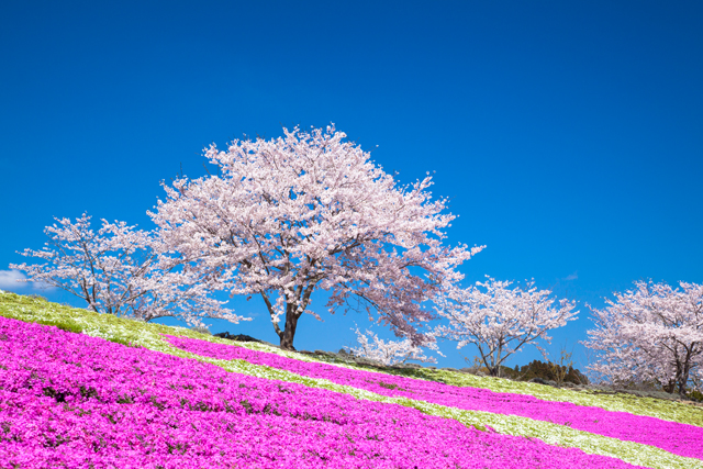 東京ドイツ村芝桜