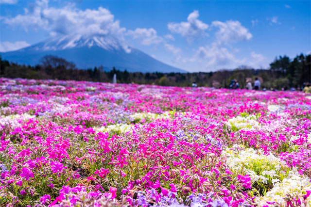 富士本栖湖芝桜