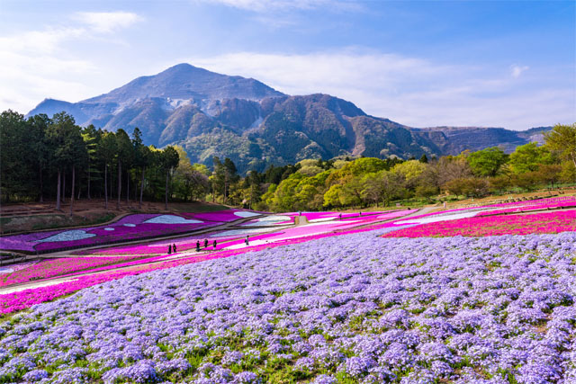 羊山公園芝桜