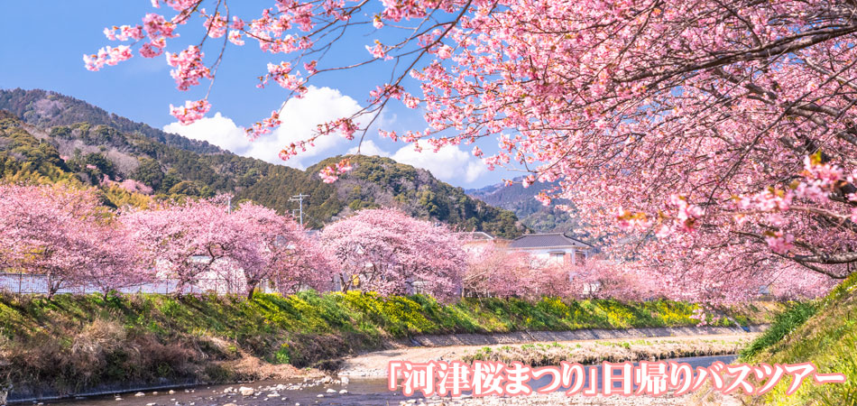 河津桜パネル