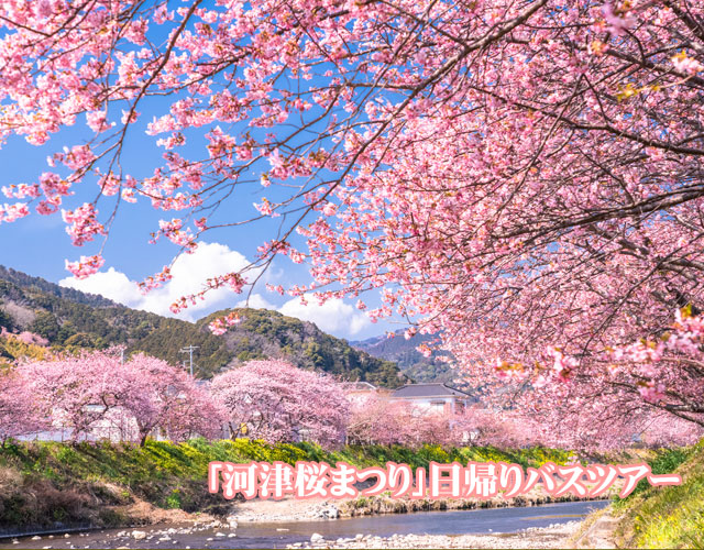 の 苗 は が た 河津 原木 の 見つかっ 桜 河津 桜