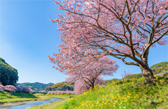 河津桜