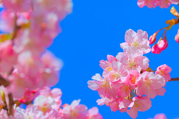 河津桜の開花について