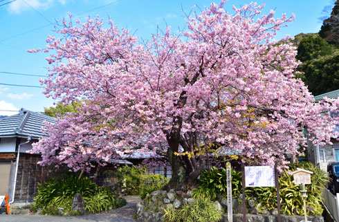 河津桜原木