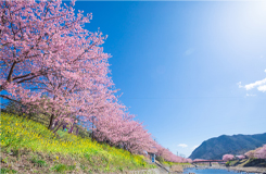 河津川沿い桜並木