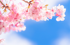 桜