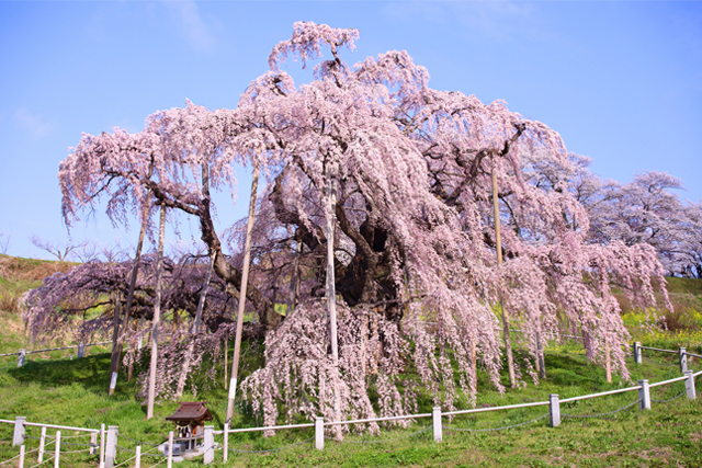 三春滝桜