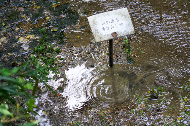 沢田湧水地