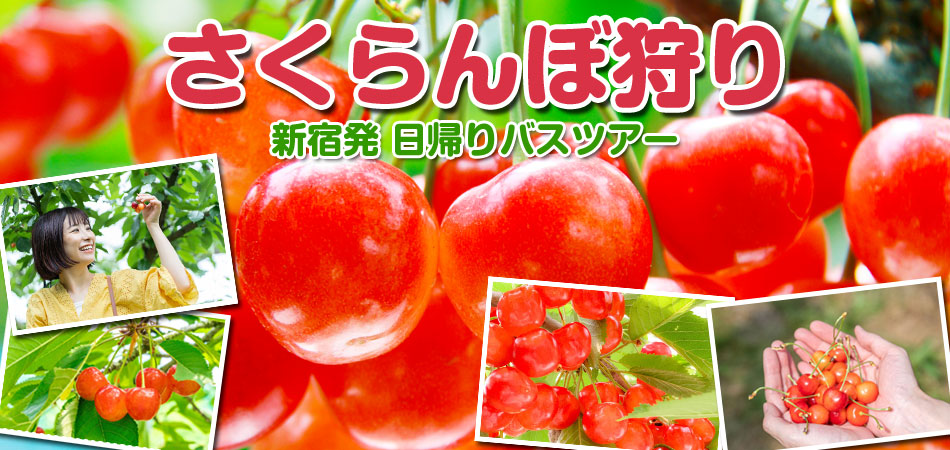 さくらんぼ狩りバスツアー