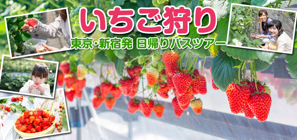 いちご狩りバスツアー