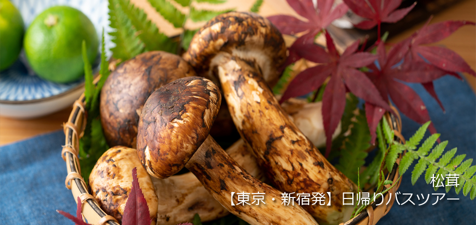 松茸特集1