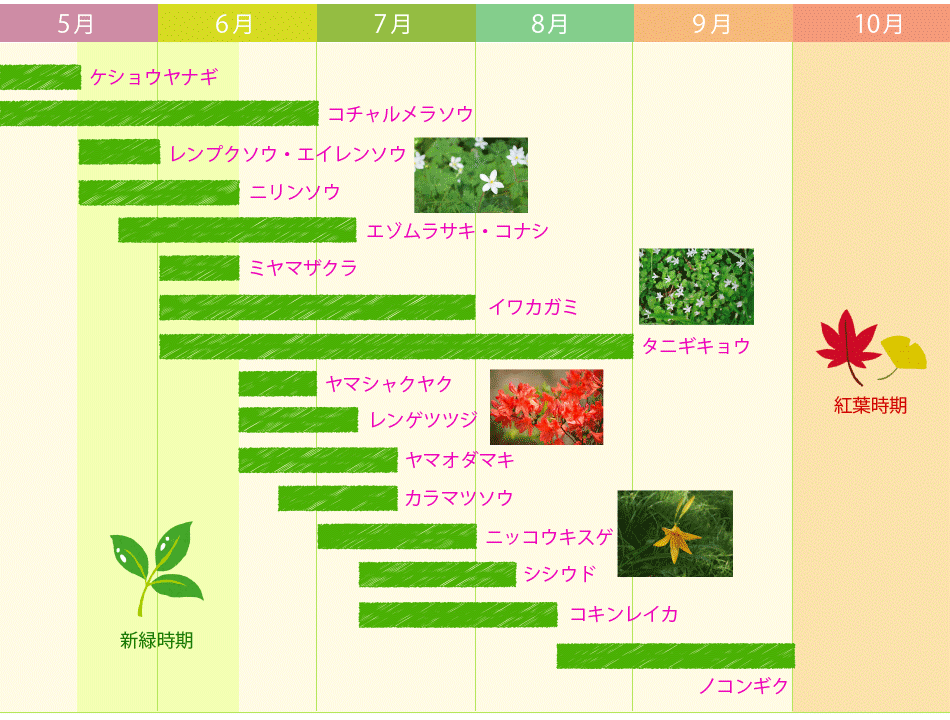 上高地の花カレンダー