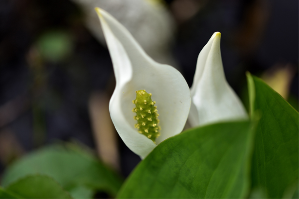 水芭蕉