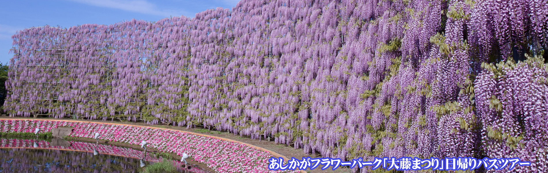 あしかがフラワーパーク 大藤まつりバスツアー