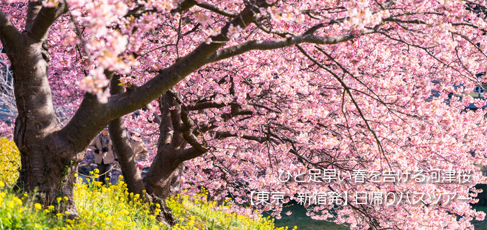 河津桜パネル