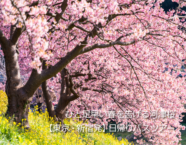 河津桜パネル