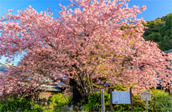 河津桜原木