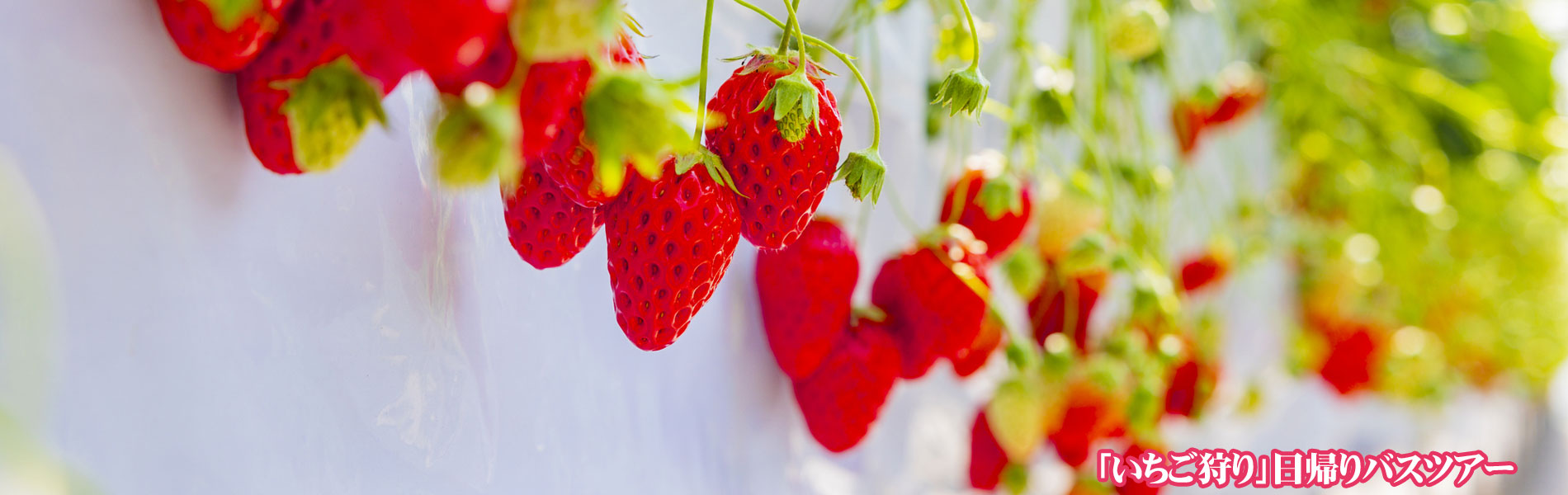 いちご狩りバスツアー