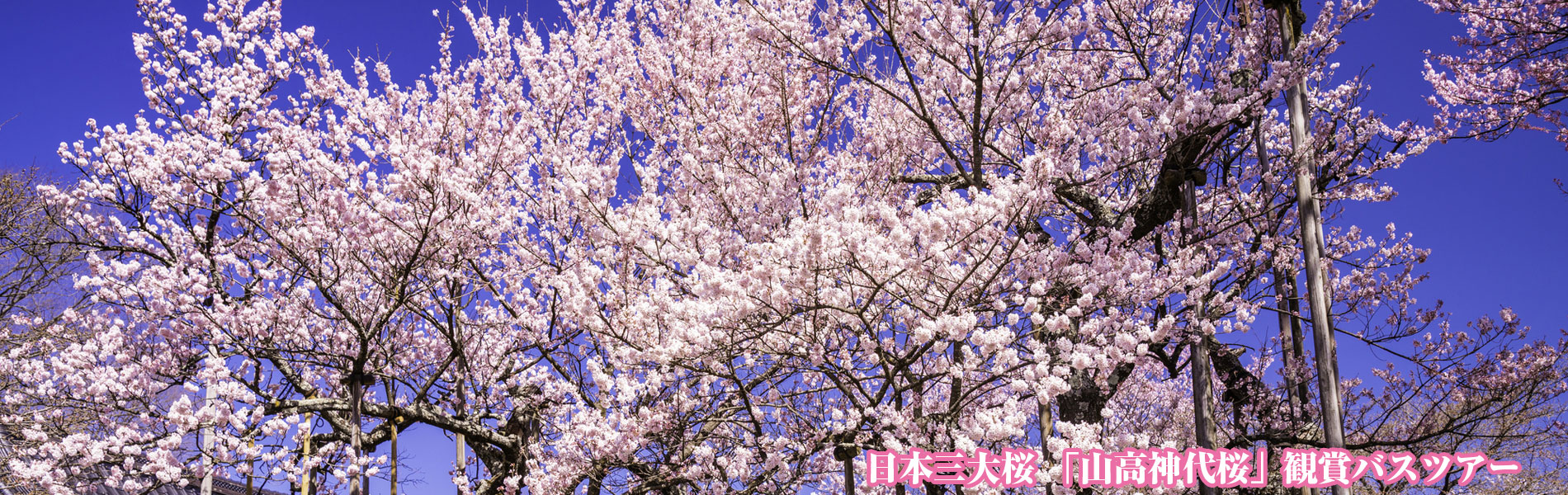 日本三大桜 山高神代桜バスツアー