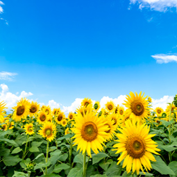 季節の花特集