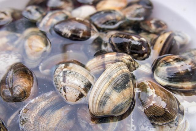 あさりの砂抜き