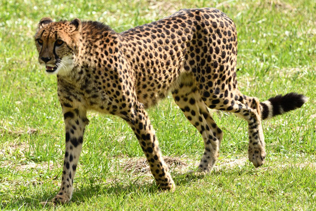 チーター